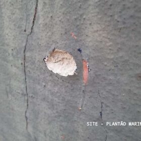 Câmera registra casal sofrendo atentado a tiros em Maringá Foto 17 Fotos de Câmera registra casal sofrendo atentado a tiros em Maringá