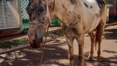 Fotos de Cavalo tem corpo queimado durante incêndio criminoso em Sarandi