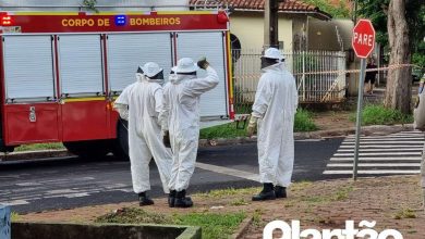 Fotos de Homem é atacado por abelhas e leva mais de 30 ferroadas em Maringá