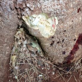 Mulher grávida e o marido são executados com mais de 40 tiros em Sarandi Foto 2 Fotos de Mulher grávida e o marido são executados com mais de 40 tiros em Sarandi