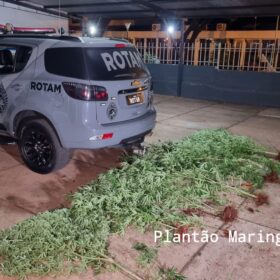 Fotos de Homem é preso com vários pés de maconha em casa em Maringá