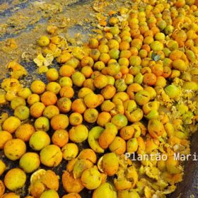 Carreta carregada com laranja tomba no Contorno Norte em Maringá e carga é saqueada Foto 5 Fotos de Carreta carregada com laranja tomba no Contorno Norte em Maringá e carga é saqueada