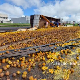 Carreta carregada com laranja tomba no Contorno Norte em Maringá e carga é saqueada Foto 7 Fotos de Carreta carregada com laranja tomba no Contorno Norte em Maringá e carga é saqueada