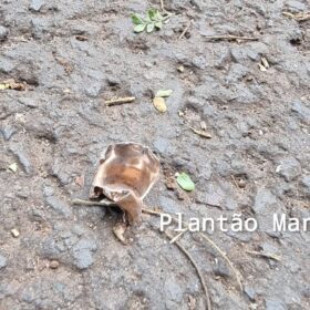 Carro com três pessoas é crivado de bala durante atentado a tiros em Sarandi Foto 2 Fotos de Carro com três pessoas é crivado de bala durante atentado a tiros em Sarandi