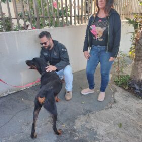 Polícia Civil de Sarandi resgata cão em situação de maus-tratos Foto 1 Fotos de Polícia Civil de Sarandi resgata cão em situação de maus-tratos
