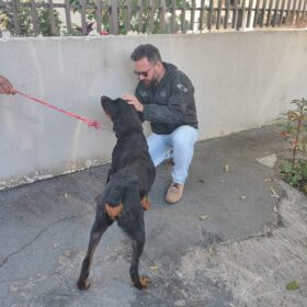 Polícia Civil de Sarandi resgata cão em situação de maus-tratos Foto 4 Fotos de Polícia Civil de Sarandi resgata cão em situação de maus-tratos