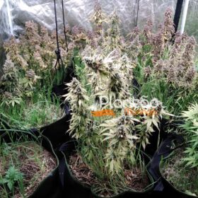 Traficante que produzia a própria droga é preso pela Rocam de Maringá Foto 2 Fotos de Traficante que produzia a própria droga é preso pela Rocam de Maringá