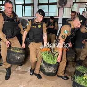 Traficante que produzia a própria droga é preso pela Rocam de Maringá Foto 11 Fotos de Traficante que produzia a própria droga é preso pela Rocam de Maringá