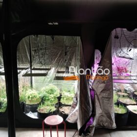 Traficante que produzia a própria droga é preso pela Rocam de Maringá Foto 13 Fotos de Traficante que produzia a própria droga é preso pela Rocam de Maringá