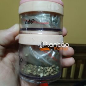 Traficante que produzia a própria droga é preso pela Rocam de Maringá Foto 14 Fotos de Traficante que produzia a própria droga é preso pela Rocam de Maringá