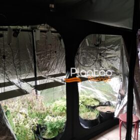Traficante que produzia a própria droga é preso pela Rocam de Maringá Foto 15 Fotos de Traficante que produzia a própria droga é preso pela Rocam de Maringá