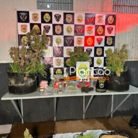 Traficante que produzia a própria droga é preso pela Rocam de Maringá Foto 16 Fotos de Traficante que produzia a própria droga é preso pela Rocam de Maringá