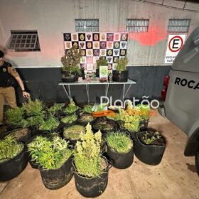 Traficante que produzia a própria droga é preso pela Rocam de Maringá Foto 18 Fotos de Traficante que produzia a própria droga é preso pela Rocam de Maringá