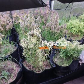 Traficante que produzia a própria droga é preso pela Rocam de Maringá Foto 3 Fotos de Traficante que produzia a própria droga é preso pela Rocam de Maringá