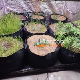 Traficante que produzia a própria droga é preso pela Rocam de Maringá Foto 4 Fotos de Traficante que produzia a própria droga é preso pela Rocam de Maringá
