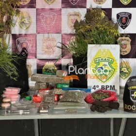 Traficante que produzia a própria droga é preso pela Rocam de Maringá Foto 6 Fotos de Traficante que produzia a própria droga é preso pela Rocam de Maringá
