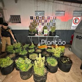Traficante que produzia a própria droga é preso pela Rocam de Maringá Foto 8 Fotos de Traficante que produzia a própria droga é preso pela Rocam de Maringá
