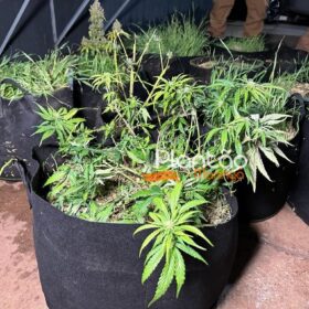 Traficante que produzia a própria droga é preso pela Rocam de Maringá Foto 9 Fotos de Traficante que produzia a própria droga é preso pela Rocam de Maringá