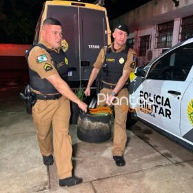 Traficante que produzia a própria droga é preso pela Rocam de Maringá Foto 10 Fotos de Traficante que produzia a própria droga é preso pela Rocam de Maringá