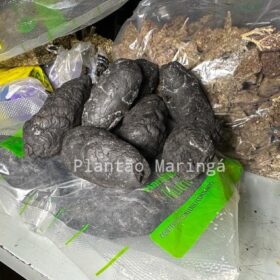 Rocam localiza distribuidora de drogas e apreende mais de meio milhão de reais em entorpecentes em Sarandi Foto 7 Fotos de Rocam localiza distribuidora de drogas e apreende mais de meio milhão de reais em entorpecentes em Sarandi