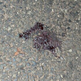 Identificado adolescente morto com tiro no peito em Maringá Foto 11 Fotos de Identificado adolescente morto com tiro no peito em Maringá