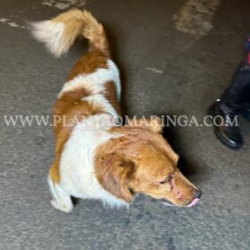 Marido de mulher que morreu em acidente em Sarandi, se apresenta e assume atirou no causador do acidente Foto 2 Fotos de Marido de mulher que morreu em acidente em Sarandi, se apresenta e assume atirou no causador do acidente