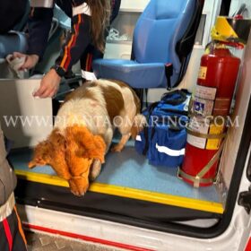 Marido de mulher que morreu em acidente em Sarandi, se apresenta e assume atirou no causador do acidente Foto 7 Fotos de Marido de mulher que morreu em acidente em Sarandi, se apresenta e assume atirou no causador do acidente