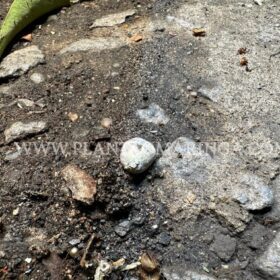 Ex-morador de Sarandi é executado com mais de 27 tiros em Maringá Foto 13 Fotos de Ex-morador de Sarandi é executado com mais de 27 tiros em Maringá
