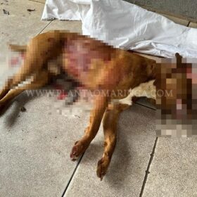 Cachorro da raça pitbull é morto a facadas em Maringá Foto 2 Fotos de Cachorro da raça pitbull é morto a facadas em Maringá