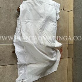 Cachorro da raça pitbull é morto a facadas em Maringá Foto 3 Fotos de Cachorro da raça pitbull é morto a facadas em Maringá