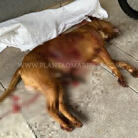 Cachorro da raça pitbull é morto a facadas em Maringá Foto 1 Fotos de Cachorro da raça pitbull é morto a facadas em Maringá