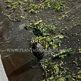 Esquadrão antibomba é acionado após casal levar granada na delegacia em Sarandi Foto 2 Fotos de Esquadrão antibomba é acionado após casal levar granada na delegacia em Sarandi