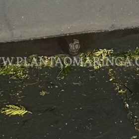 Esquadrão antibomba é acionado após casal levar granada na delegacia em Sarandi Foto 6 Fotos de Esquadrão antibomba é acionado após casal levar granada na delegacia em Sarandi