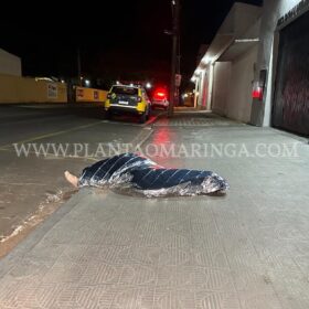 Homem é encontrado morto e sem roupas na Zona 4, em Maringá Foto 7 Fotos de Homem é encontrado morto e sem roupas na Zona 4, em Maringá