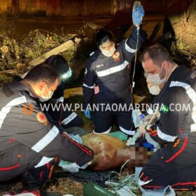 Homem esfaqueado e agredido com tronco de árvore em Maringá morre no hospital Foto 6 Fotos de Homem esfaqueado e agredido com tronco de árvore em Maringá morre no hospital