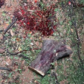 Homem esfaqueado e agredido com tronco de árvore em Maringá morre no hospital Foto 21 Fotos de Homem esfaqueado e agredido com tronco de árvore em Maringá morre no hospital