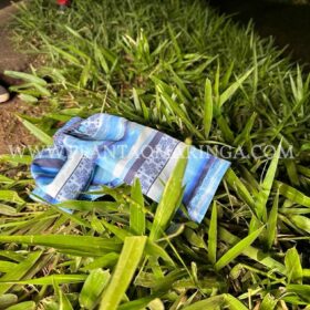 Mãe e filhos morrem atropelados por ônibus em Maringá Foto 16 Fotos de Mãe e filhos morrem atropelados por ônibus em Maringá