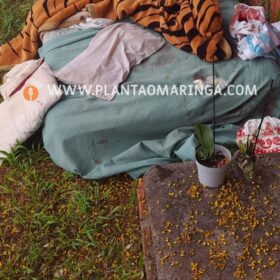 Homem sofre duas tentativas de homicídio em um único dia em Maringá Foto 11 Fotos de Homem sofre duas tentativas de homicídio em um único dia em Maringá