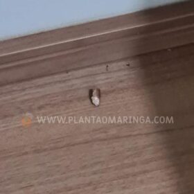 Tiro atinge janela de apartamento no 3º andar em Sarandi Foto 3 Fotos de Tiro atinge janela de apartamento no 3º andar em Sarandi