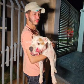 Homem e cachorro são baleados em ataque a tiros na noite de domingo, em Maringá Foto 17 Fotos de Homem e cachorro são baleados em ataque a tiros na noite de domingo, em Maringá