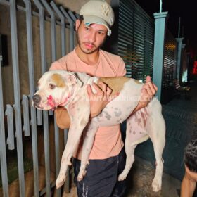 Homem e cachorro são baleados em ataque a tiros na noite de domingo, em Maringá Foto 6 Fotos de Homem e cachorro são baleados em ataque a tiros na noite de domingo, em Maringá