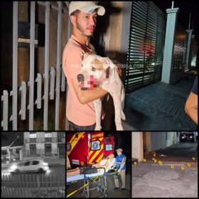 Homem e cachorro são baleados em ataque a tiros na noite de domingo, em Maringá Foto 9 Fotos de Homem e cachorro são baleados em ataque a tiros na noite de domingo, em Maringá