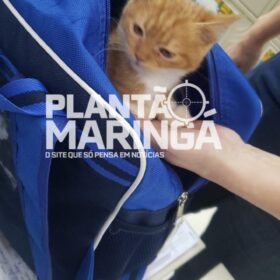 Menina de 2 anos leva gata de estimação escondida na mochila para escola em Maringá Foto 2 Fotos de Menina de 2 anos leva gata de estimação escondida na mochila para escola em Maringá