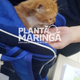 Menina de 2 anos leva gata de estimação escondida na mochila para escola em Maringá Foto 3 Fotos de Menina de 2 anos leva gata de estimação escondida na mochila para escola em Maringá