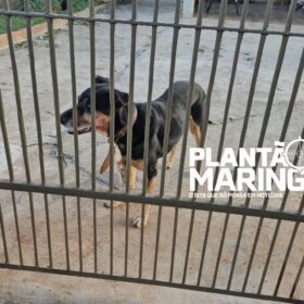 Idosa é atacada por cachorro e tem rosto desfigurado em Maringá Foto 3 Fotos de Idosa é atacada por cachorro e tem rosto desfigurado em Maringá