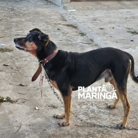 Idosa é atacada por cachorro e tem rosto desfigurado em Maringá Foto 4 Fotos de Idosa é atacada por cachorro e tem rosto desfigurado em Maringá
