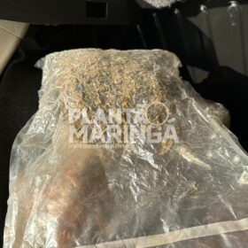 Pastor é preso pela PRF de Maringá transportando maconha e skank Foto 10 Fotos de Pastor é preso pela PRF de Maringá transportando maconha e skank