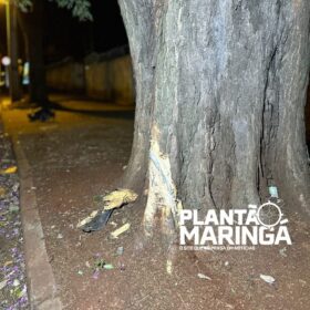 Motorista com suspeita de embriaguez capota carro após bater em árvore em Maringá Foto 8 Fotos de Motorista com suspeita de embriaguez capota carro após bater em árvore em Maringá