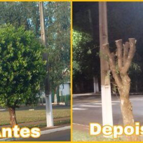 Fotos de Moradores denunciam prefeitura por corte de árvores em Ângulo para evento festivo