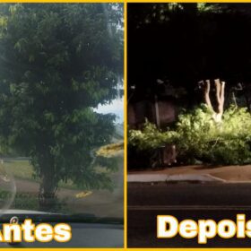 Fotos de Moradores denunciam prefeitura por corte de árvores em Ângulo para evento festivo
